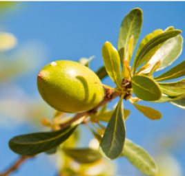 Argan oil is rich in vitamins A,C, and E fatty acids, melatonin, and plant sterols.